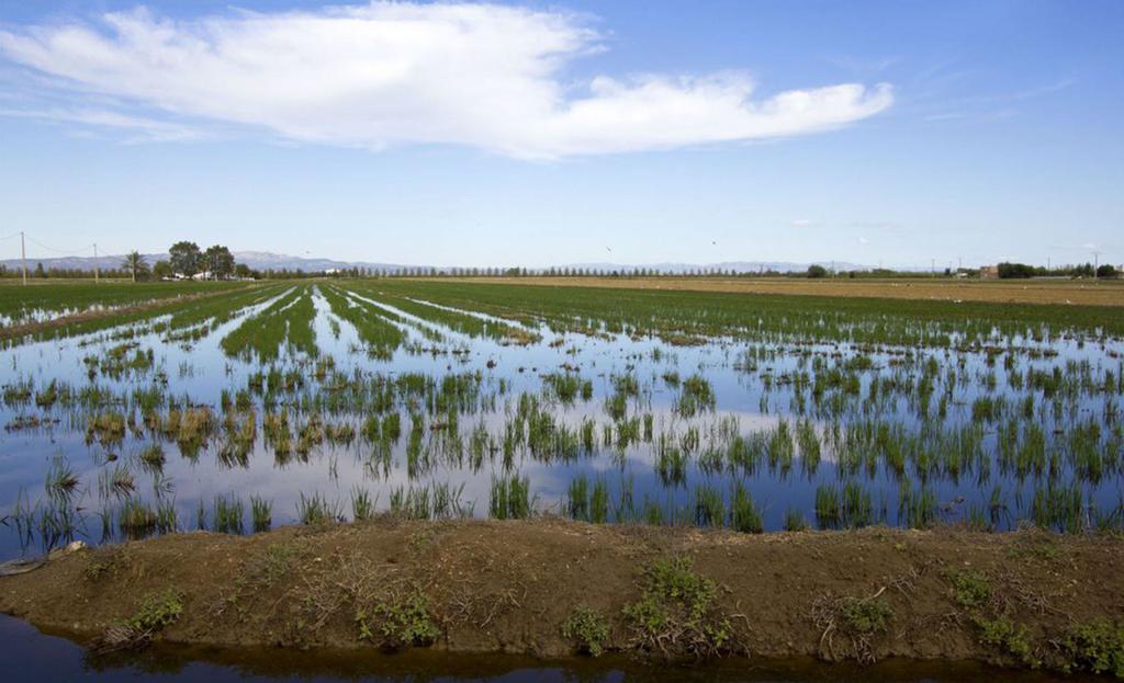 Mi Apartamento En El Delta Del Ebro Deltebre Kültér fotó